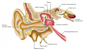 Head and Neck