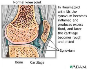 normal knee joint