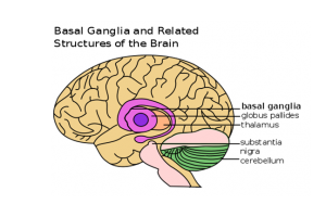 Basal Ganglia 2