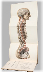 spine2