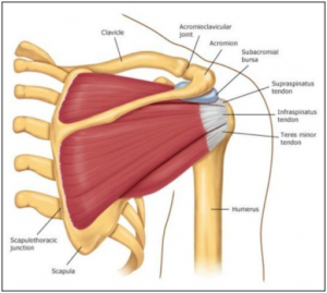 Shoulder - Nov2015 (2777146_1471-2474-10-132-2 Open-i)